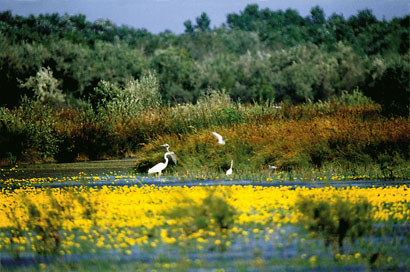 Moda achizitiilor in Delta