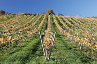 Vin de Chile in Romania