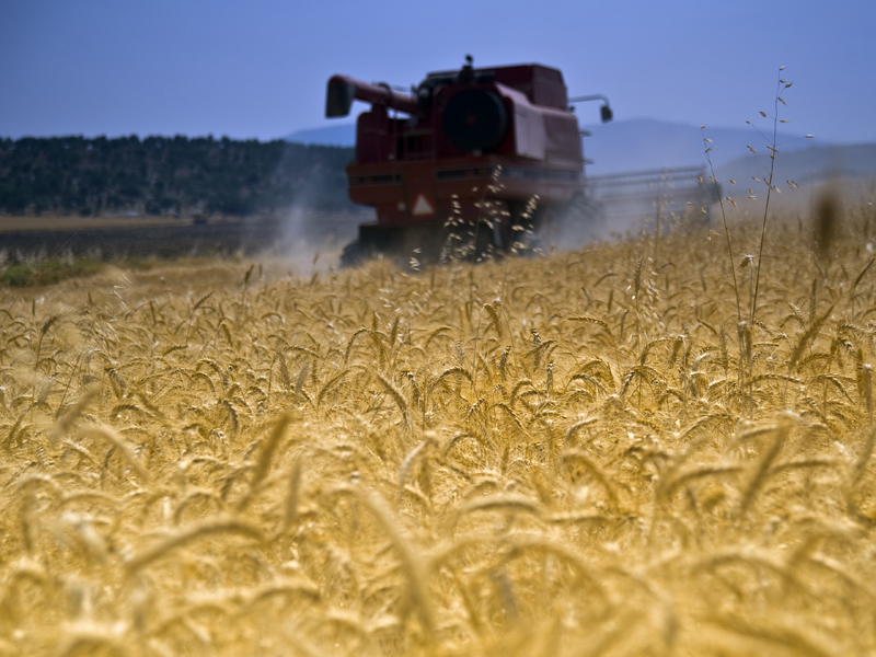 Agricultura - 2009, anul nefericirii