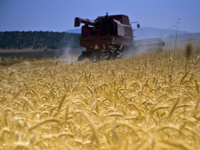 Ministrul Agriculturii: Sper ca macar Dumnezeu si astrele sa ne ajute sa avem un an agricol bun