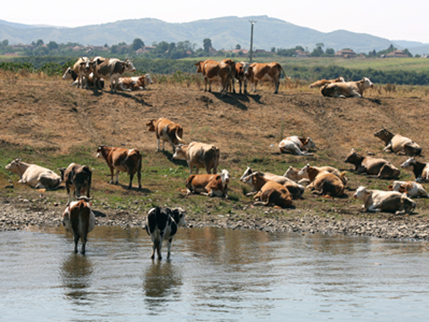 Turcia va importa animale din Romania si alte state, pentru a reduce pretul la carne