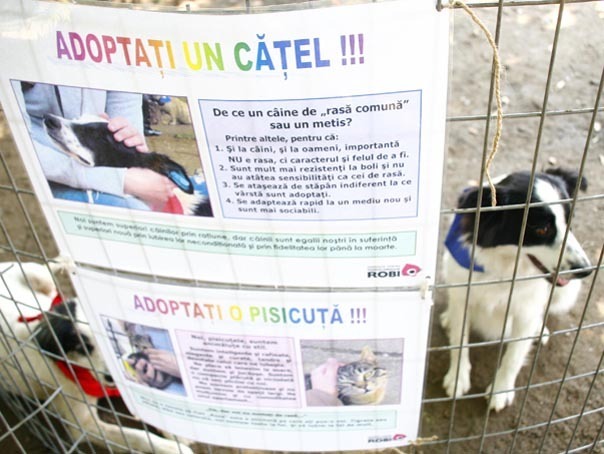 Mai mult de 70 la suta din bucuresteni vor eutanasierea cainilor bolnavi fara stapan