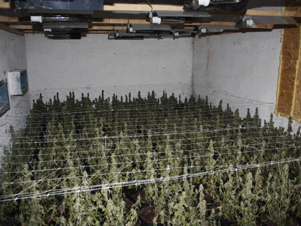 Fabrica de cannabis, descoperita langa Salonta