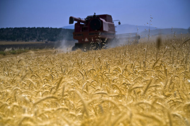 Marele ghinion al Romaniei: toata lumea se pricepe la agricultura