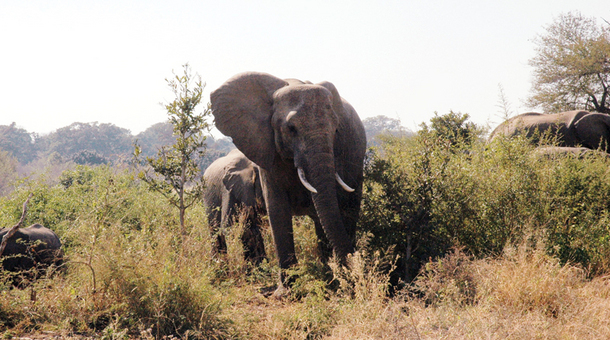 Reportaj din tara Cupei Mondiale: This is Africa