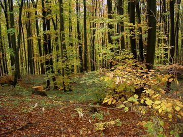Aveti paduri sau terenuri agricole de vanzare? Fondurile de investitii straine abia le asteapta!