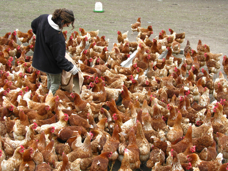 Agricola Bacau lanseaza pui hranit ca la curte si scos la aer
