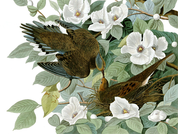 Cea mai scumpa carte din lume, "Birds of America", scoasa la licitatie