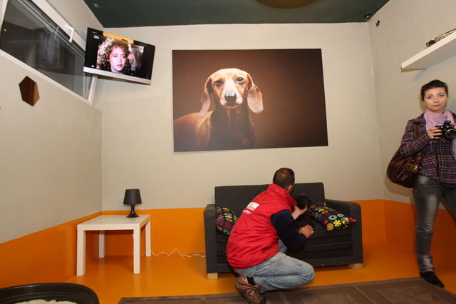 Primul hotel de lux pentru animale: room service, meniu personalizat, taxi si televizor