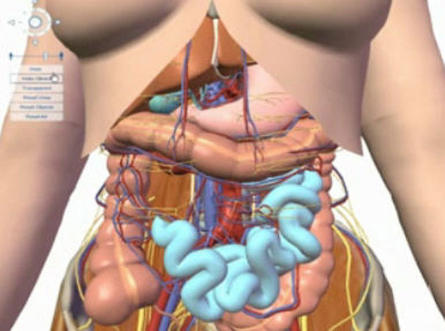 S-a lansat Google Body, browserul medical 3D care ii va transforma pe oamenii obisnuiti in doctori