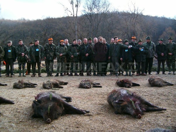 Prima zi a vanatorii de la Balc – 100 de mistreti impuscati