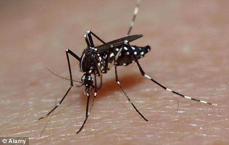 Tantarii mutanti: primele specii de insecte modificate genetic au fost eliberate in Malaezia