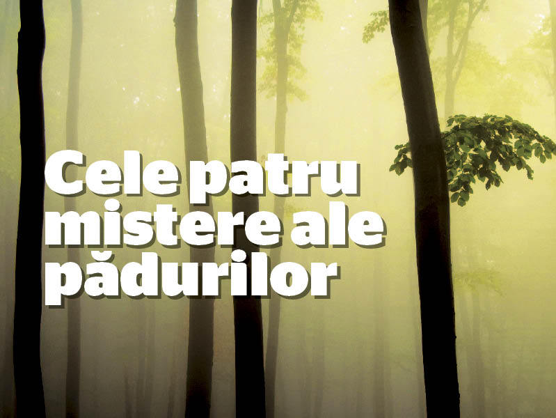 Cele patru mistere ale padurilor. Ce s-a intamplat in ultimii 20 de ani?