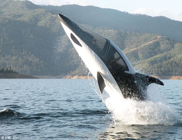 Submarinul 27% delfin si 37% rechin