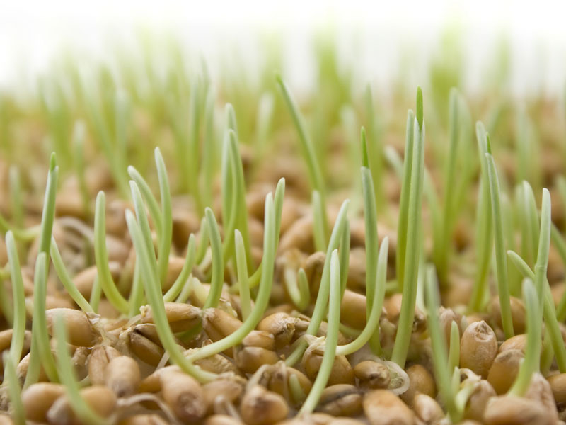 Seminte, pesticide, ingrasaminte si profit