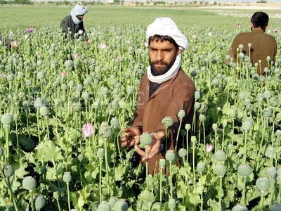 Raport ONU: Productia de opiu afgan a scazut semnificativ in 2010