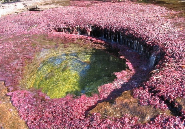 Cano Cristales, raul-mozaic (Poze)