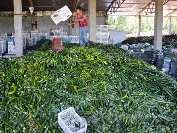 Cultivatorii romani de castraveti si tomate au solicitat CE despagubiri de 1,46 milioane euro