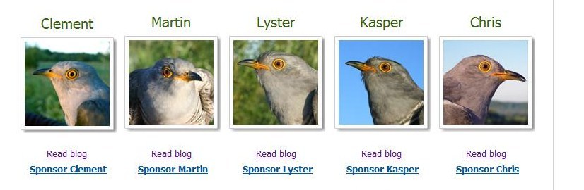 Vreti sa sponsorizati cinci cuci cu blog?