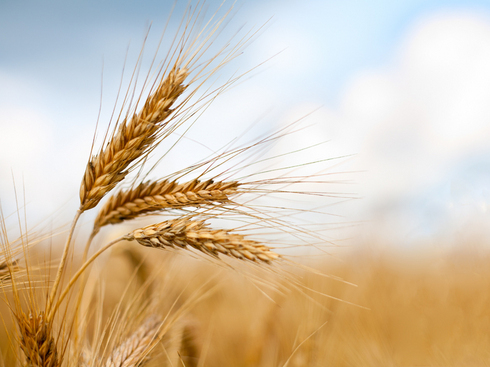 BRD si CEC acorda si anul acesta prefinantari pentru subventiile agricole pe suprafata