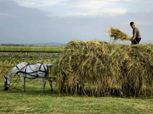BRD intră în programul de credite agricole pentru "Primul siloz"
