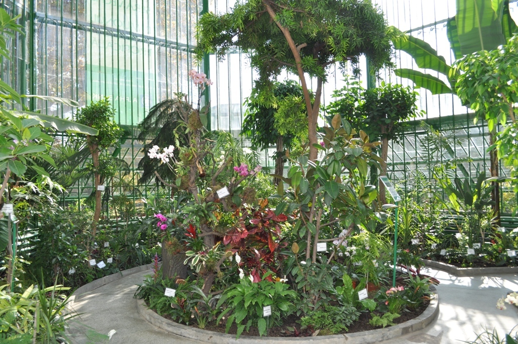 După 35 de ani, Grădina Botanică redeschide sera veche