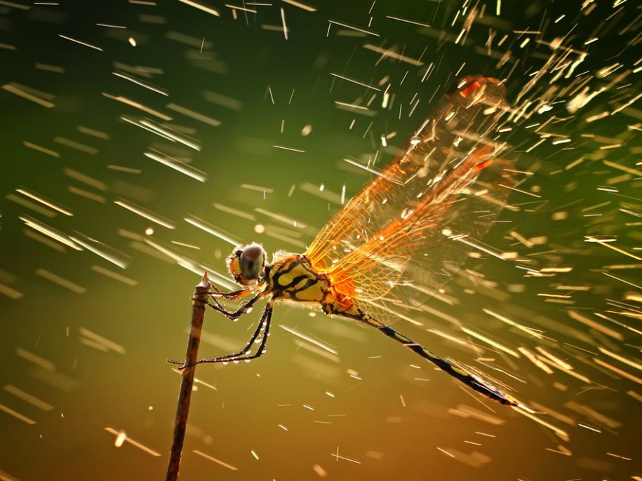 Care sunt imaginile premiate la concursul de fotografie National Geographic (GALERIE FOTO)