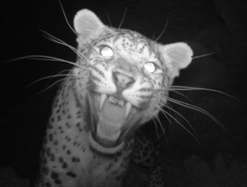 Rânjiți, vă rog! Animale rare surprinse cu camera ascunsă (GALERIE FOTO)