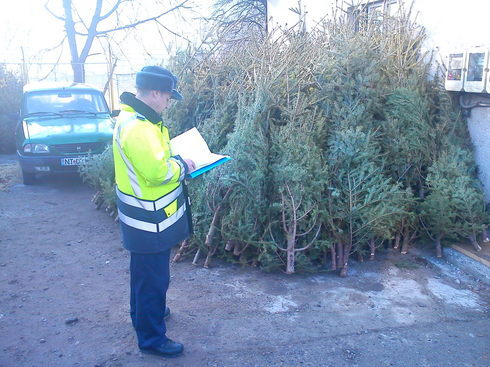 Poliția și-a făcut planul la confiscări de brazi de Crăciun. Vezi ce județe sunt în topul confiscărilor