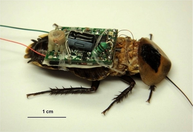 Spionii viitorului: insecte dotate cu baterii (FOTO)