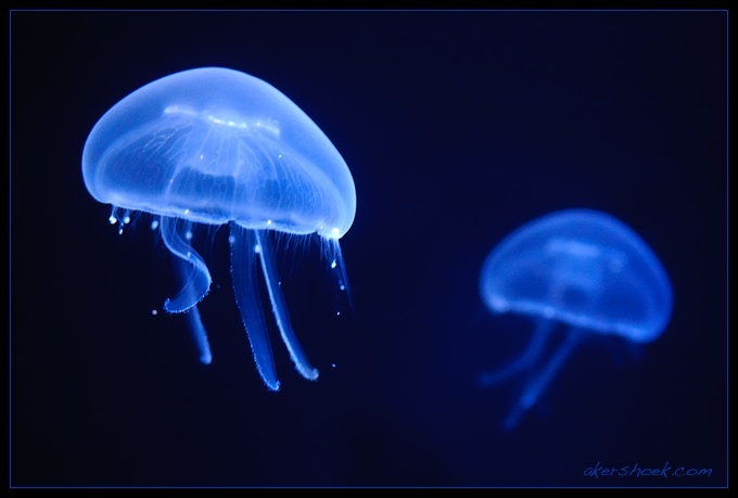 Minunatele creaturi subacvatice descoperite în adâncurile Oceanului Antarctic