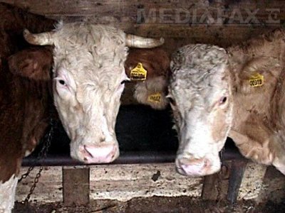 Rusia suspendă importurile de porci, bovine și hrană de origine animală pentru vite din Uniunea Europeană