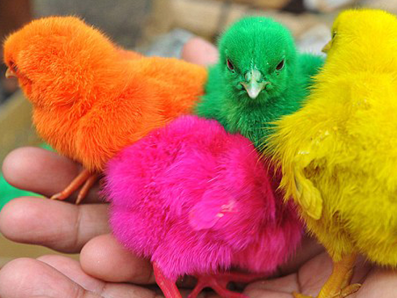 Culmea marketingului: puii multicolori