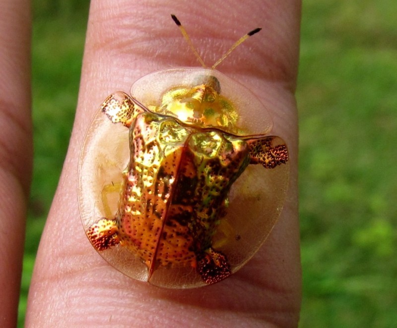 Poza zilei: e insectă sau broască țestoasă?