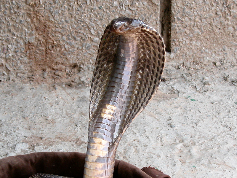 Cine este omul are a mușcat un șarpe cobra până l-a ucis