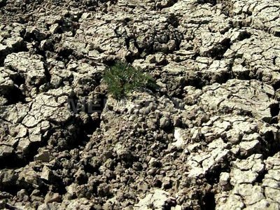Daniel Constantin: Pierderile din cauza secetei în majoritatea sectoarelor agricole sunt în jur de 20%