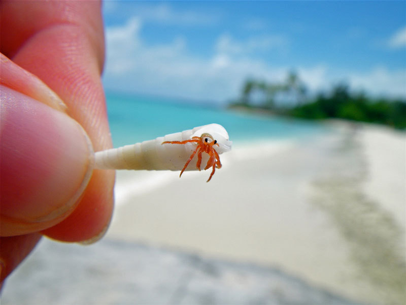 POZA ZILEI: Un crab minuscul și căsuța lui