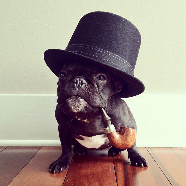 Imaginea zilei: cel mai iubit bulldog francez