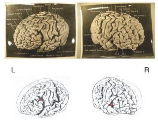 Creierul lui Albert Einstein: misterele din jurul geniului păstrate timp de 50 de ani