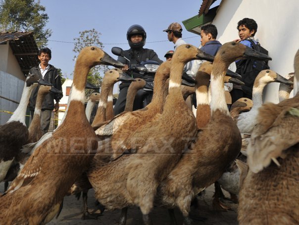 Avertisment primit de OMS: Un virus mai agresiv al gripei aviare, identificat în Indonezia