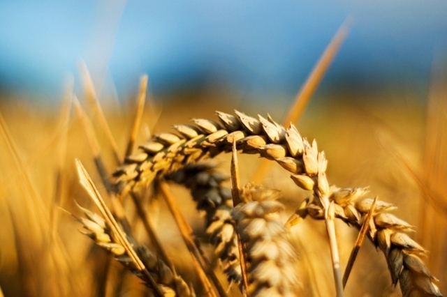 Agricultura a adus 15 mld. euro în economie anul trecut. Seceta nu a scos din grafic producția agricolă