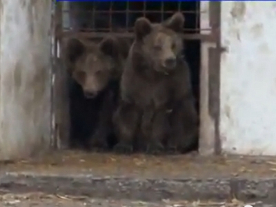 Cei patru lei și doi urși ai lui Nuțu Cămătaru vor fi duși miercuri la Grădina Zoologică din Ploiești