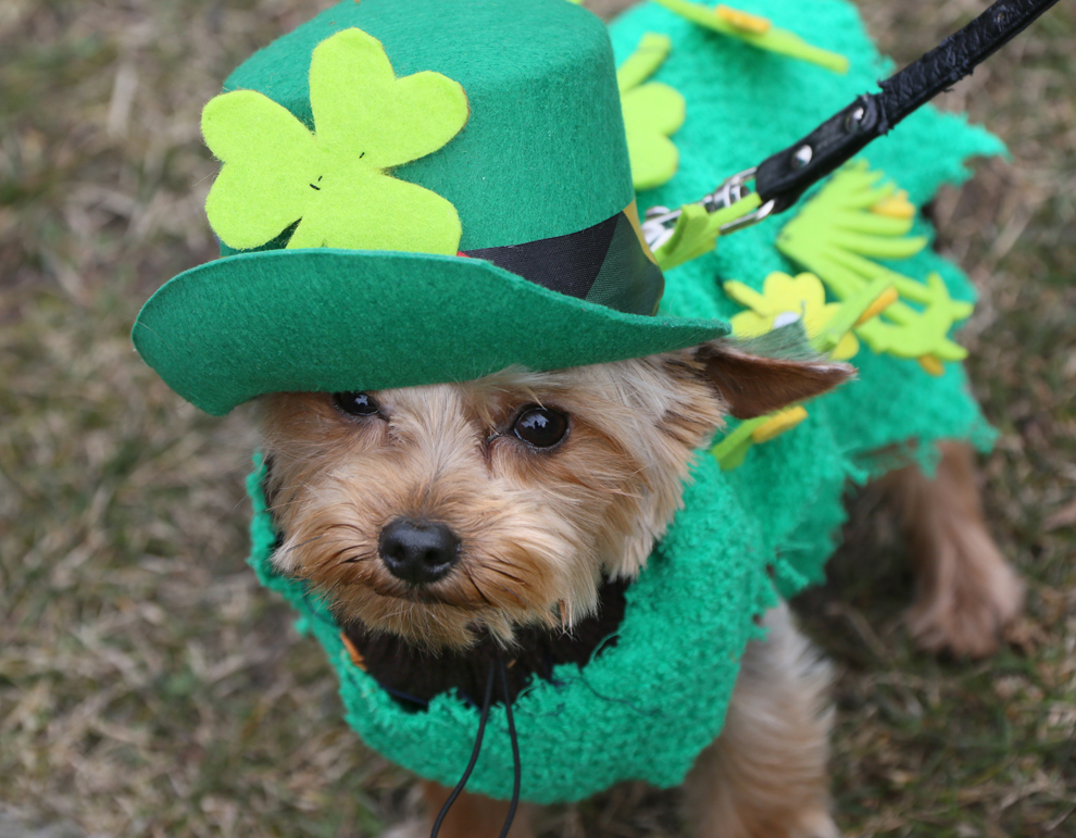 POZA ZILEI:St. Patrick's Day