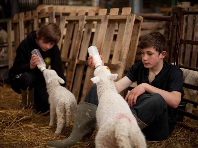 Libanezii fac o fermă de 27.000 de berbecuți la Dragalina, Călărași