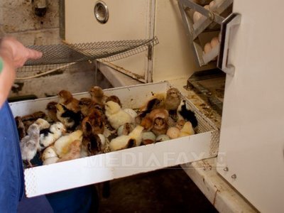 Păsări contaminate cu Salmonella, descoperite la o fermă de pui. 37.000 de păsări au fost sacrificate