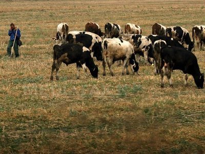 Federația Crescătorilor de Bovine: Isteria aflatoxinei, creată artificial de multinaționale din țară