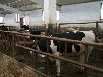 Statul va sprijini cu câte 50.000 de euro înființarea a 1.000 de ferme familiale