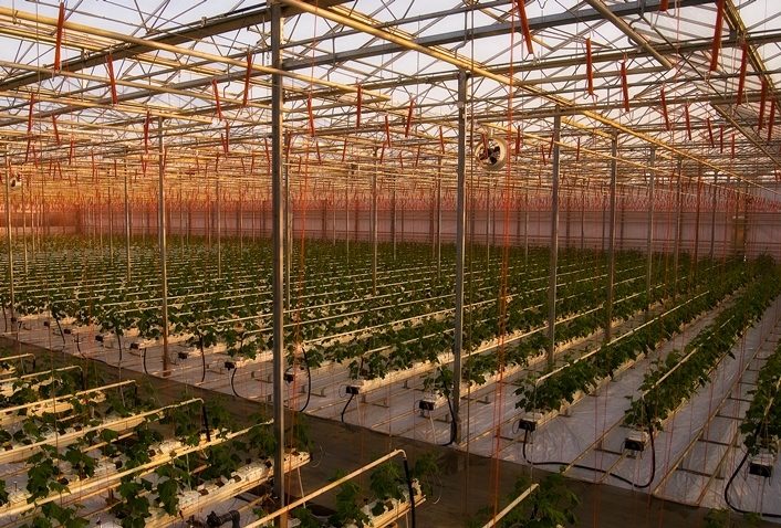 De ce va crește anul acesta producția Hortifruct