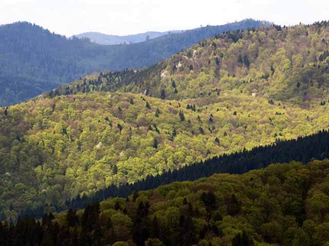 România a retrocedat până acum 3 mil. hectare de păduri în valoare de 10 miliarde de euro