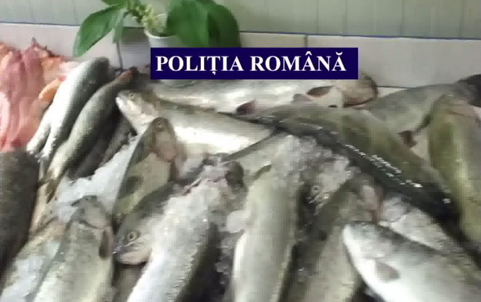 Ultima captură a polițiștilor: șapte tone de pește